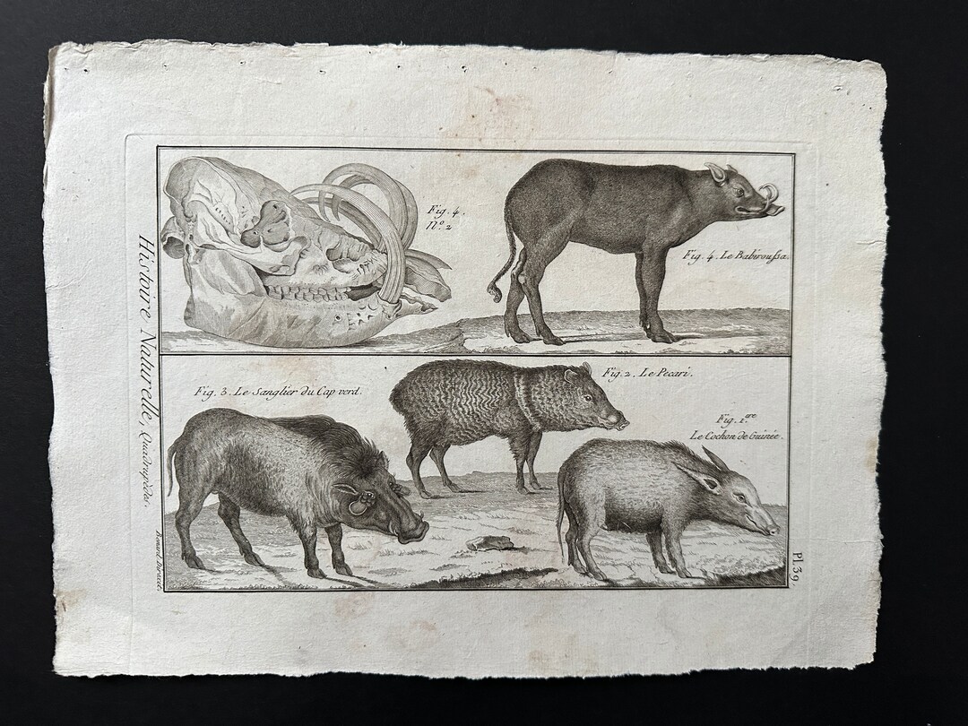 C. 1790 SWINE Engraving • Original Antique Prints • Antique Animal ...