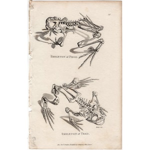 May include: A black and white illustration of the skeletons of a frog and a toad. The skeletons are shown in a side view and a top view. The image is from an old book and has a vintage aesthetic.