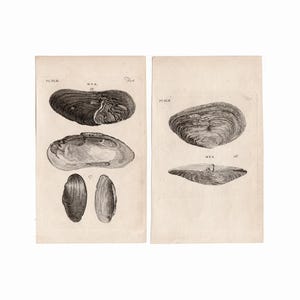 May include: Two black and white illustrations of seashells. The illustrations are from a book titled "Mya" and are labeled "Pl. XLII".