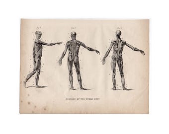 MENSELIJKE ANATOMIE • SPIEREN Gravure c. 1850 • originele antieke prent • medische illustratie • spierstelsel van het menselijk lichaam