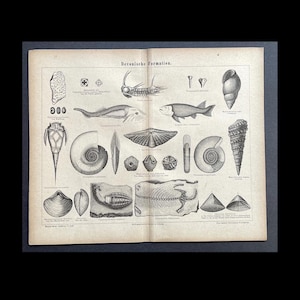 May include: Vintage print featuring detailed illustrations of various Devonian Formation fossils. The black and white drawings include sea creatures, shells, and other marine life, with the title "Devanische Formation" at the top.