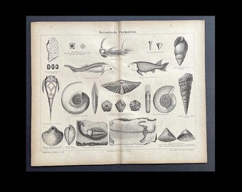 FORMACIONES FÓSILES litografía c. 1875 • impresión antigua original • Paleoarte • geología • impresión fósil • vida prehistórica • período Devónico