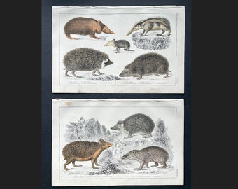 c. 1856 HEDGEHOGS & TENRECS engravings • set of 2 original antique prints • hand colored • Goldsmith • Madagascar animals • hedgehog print