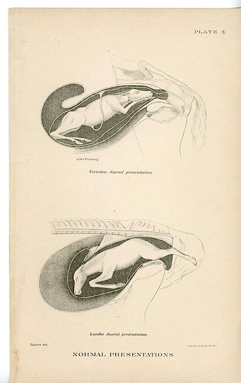 1907 年頃 子宮内の子馬 リトグラフ • オリジナルアンティークプリント