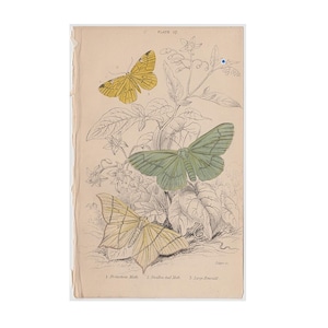 1843 antique BUTTERFLY MOTH engraving original antique entomology print insects Lepidoptera Caterpillar - hand colored in yellow green