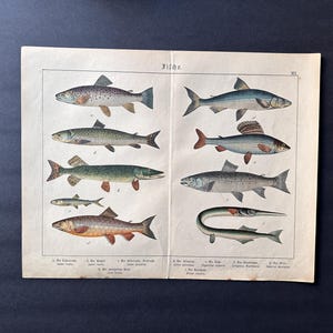 c.1890 ANTIQUE FISH print • original antique print • fishes print • sea life • marine life • Salmon • fishing print