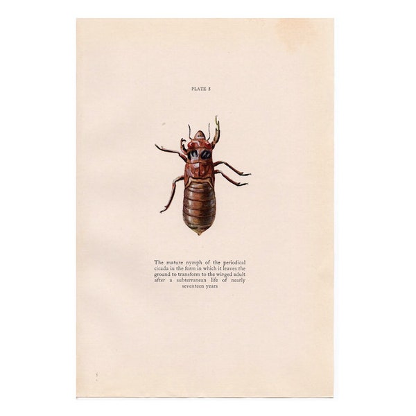 ca 1934 CIKADATRYCK - vintage insektstryck - vintage entomologitryck - gammalt insektstryck - vintage litografi av insekter - mogen nymf