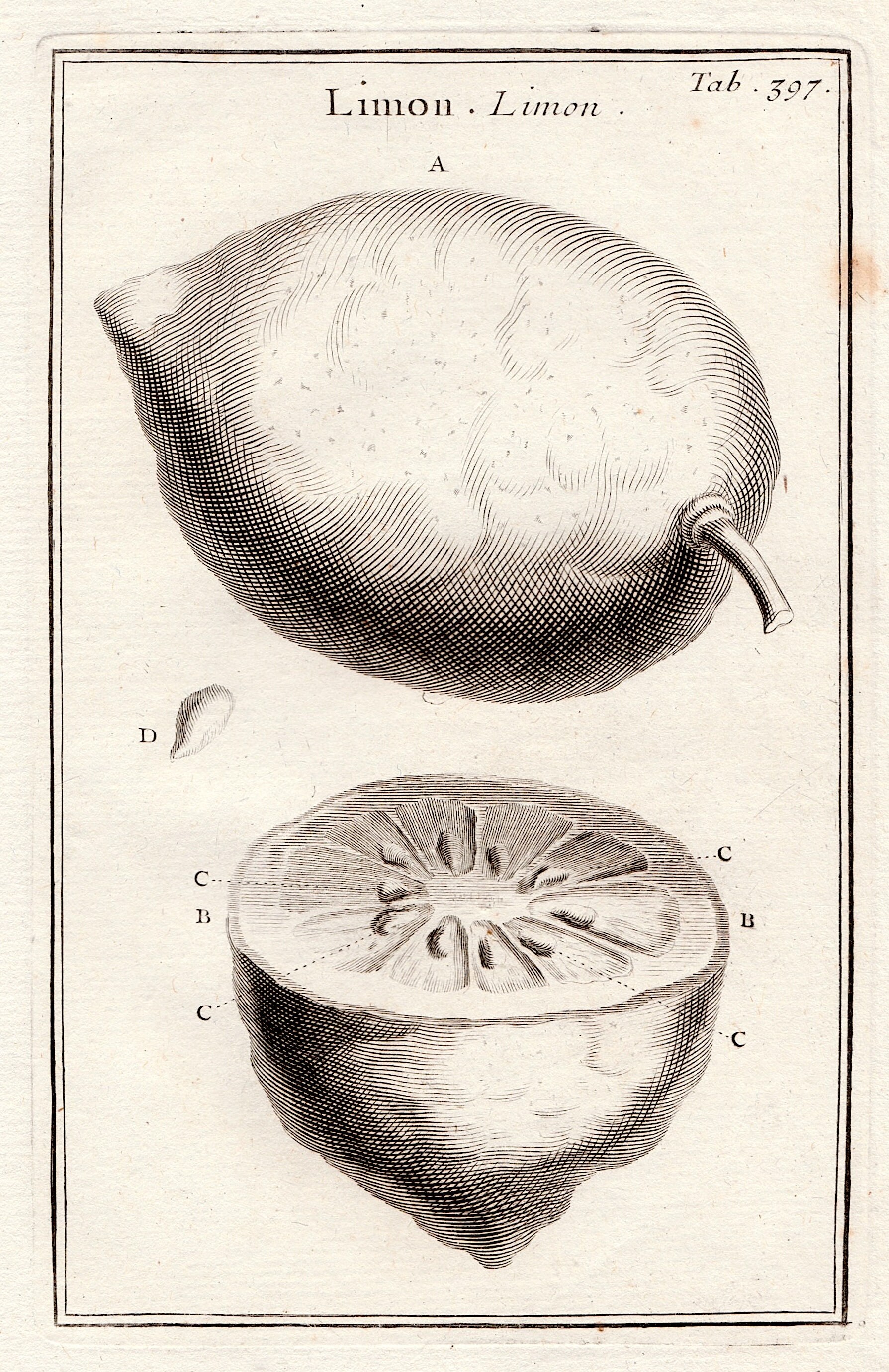 C. 1797 LEMON Engraving • Original Antique Print • Citrus Print