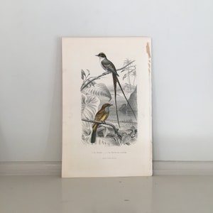 c. 1860 FLYCATCHER BIRD engraving - original antique print - hand colored -ornithology print • birds •  Buffon bird print -