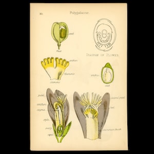 c. 1893 PLANT ANATOMY lithograph • original antique print • botany print • botanical print • vegetable kingdom • purple