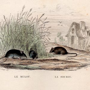c. 1858 MICE engraving • original antique print • hand colored print • Buffon animal print • rodent print • field mouse print