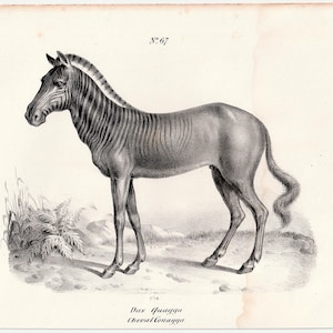 May include: An antique illustration of a quagga, a now-extinct equine species. The artwork, labeled "No. 67," depicts the animal in profile, showcasing its striped head and neck, with a solid brown body. The image includes the text "Das Quagga, Cheval Couagga."
