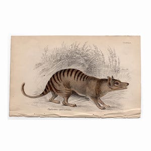 EXTINCT c.1841 THYLACINE print • original antique print • Australian animal • Marsupial print • Australia • Tasmanian Wolf • Tasmanian tiger