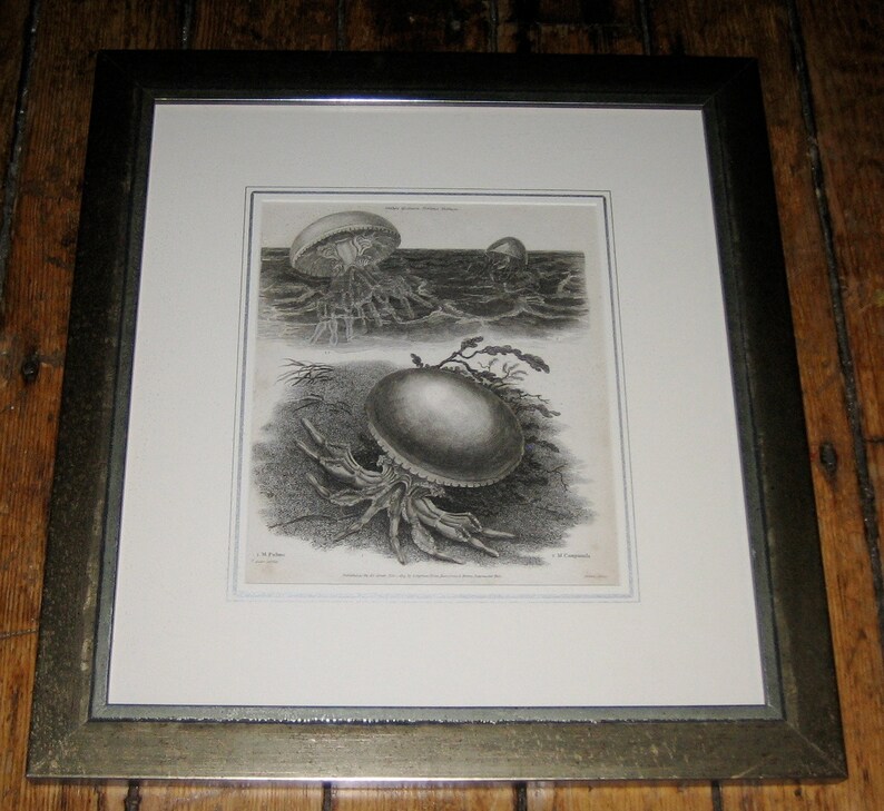 in frame /& ready to hang! sea life ocean marine animal medusa jelies 1820 JELLYFISH ANTIQUE ENGRAVING c original antique print