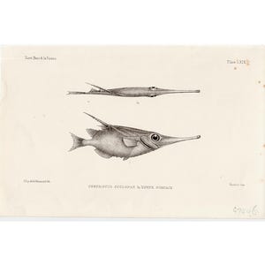 TRUMPETFISH print c. 1884 • original antique print • fish print • bellowfish • tropical fish • marine life print • longspine snipfish •