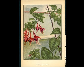c. 1930 FUCHSIA lithograph • original vintage print • purple flower print • botany • botanical print • flowering plant • ornamental plant