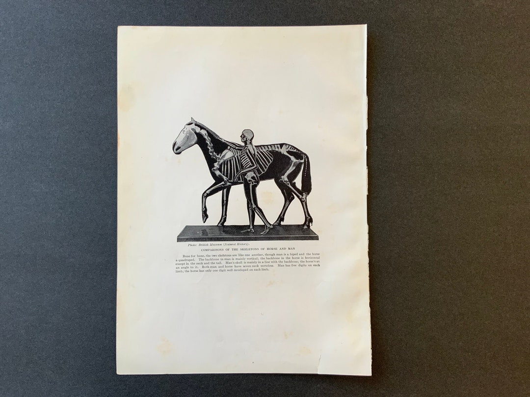 SKELETONS　HORSE　MAN　日本　lithograph　Etsy　original　antique　C.　1922