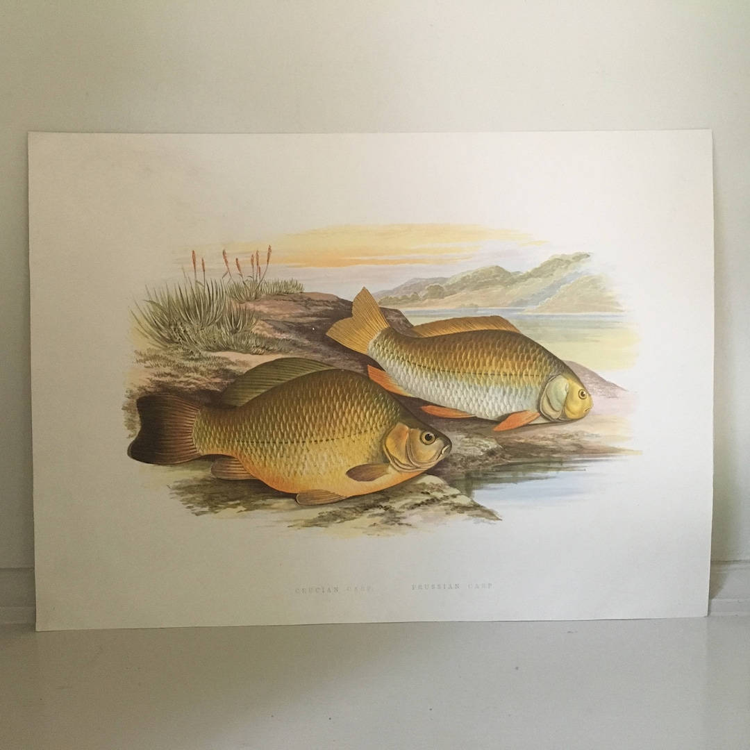 C. 1879 ANTIQUE FISH Print • Original Antique Print • Sea Life • Marine ...