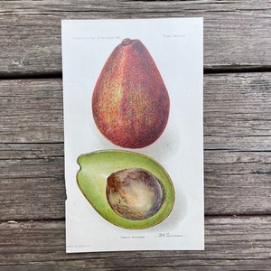 c. 1910 AVOCADO PRINT - antique fruit print - antique botanical print - antique lithograph - tropical fruit kitchen art - family avodacos