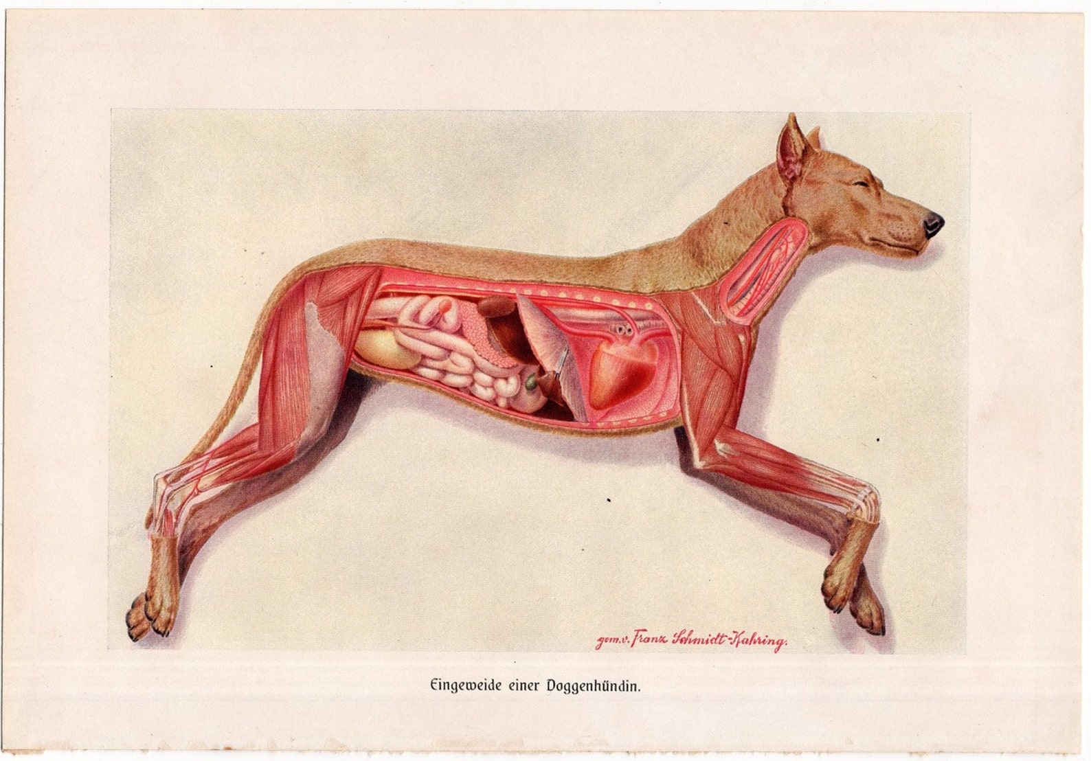 Внутреннее строение органов животных. Анатомия собаки Ветеринария внутренние органы. Организм собаки. Внутреннее строение собаки. Расположение органов у собаки.