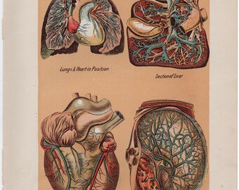 1903年頃 内臓の版画 • オリジナルアンティーク版画 • 人体解剖図版
