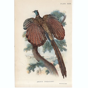 C. 1896 ARGUS PHEASANT Druck • original antik Druck • Vogel Druck • Ornithologie Druck • Argus Druck •
