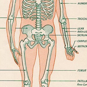 C. 1946 SKELETON Lithograph • Original Vintage Print • Medical ...