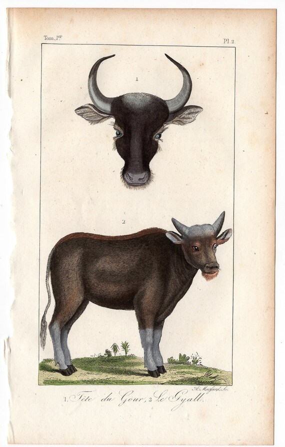 1831 OX OXEN Print Antique Print Engraving Wild and Domestic - Etsy Canada 1831 OX OXEN Print Antique Print Engraving Wild and Domestic - Etsy Canada
