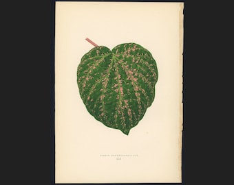 c.1872 ANTIQUE LEAF PRINT - botanical lithograph - original antique print by Lowe - leaved plant horticulture leaves foliage -