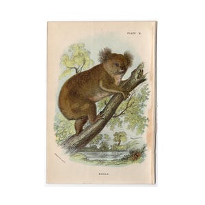 KOALA-litografi ca 1896 • originalt antikt tryck • Australiskt djur • Pungdjurstryck • Australien • Koalabjörn • inhemsk björn • HOTADE!
