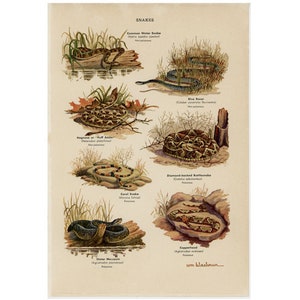 Könnte beinhalten: Eine illustrierte Tabelle mit verschiedenen Schlangenarten, darunter die Gemeine Wasserschlange, die Hognose oder Puff Adder, die Korallenschlange, die Diamant-Klapperschlange, die Kupferkopf-Klapperschlange und die Blaue Rennnatter. Die Tabelle trägt den Titel "Schlangen" und enthält den wissenschaftlichen Namen und den gebräuchlichen Namen für jede Schlange.