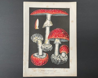 c. 1890 FLY AGARIC MUSHROOM print • original antique print - poisonous mushroom print • toadstool print • Agaricus Muscarius print