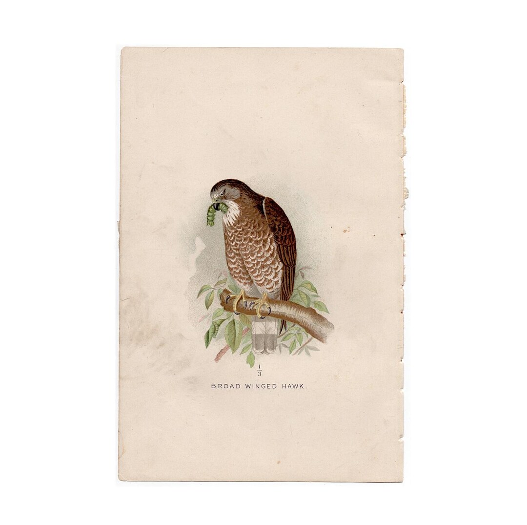 Hawk Rip Print BROAD WINGED HAWK Lithograph C. 1897 • Original Antique Print • Bird of ...