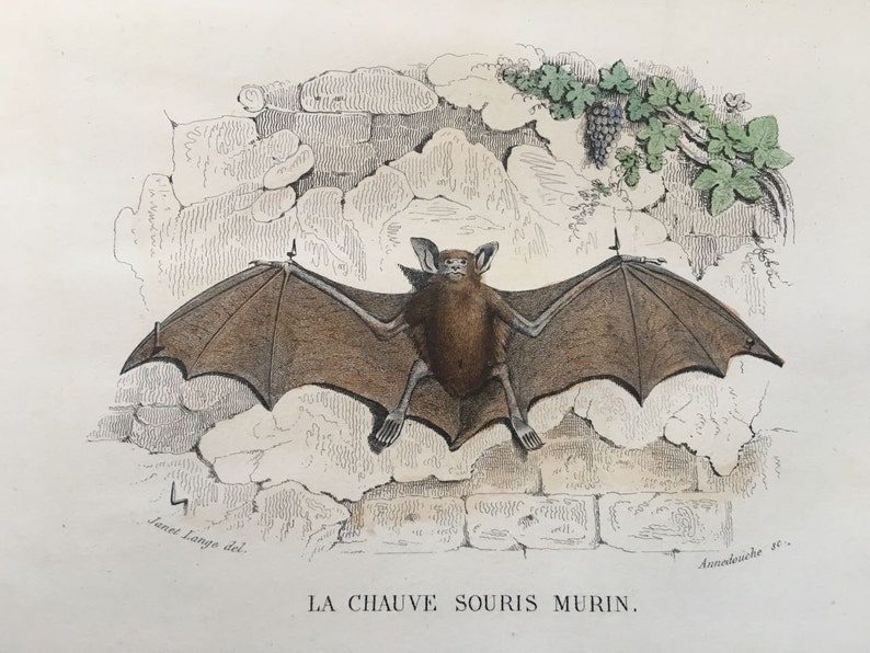 1837 ANTIQUE BAT ENGRAVINGS set of 2 original antique bat Etsy