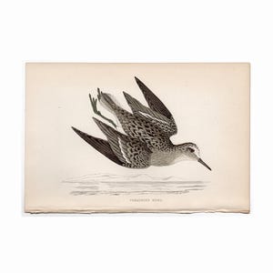 May include: A vintage illustration of a Temminck's Stint, a small shorebird with brown and white plumage, in flight. The bird is depicted against a light background with a faint depiction of a landscape in the distance.