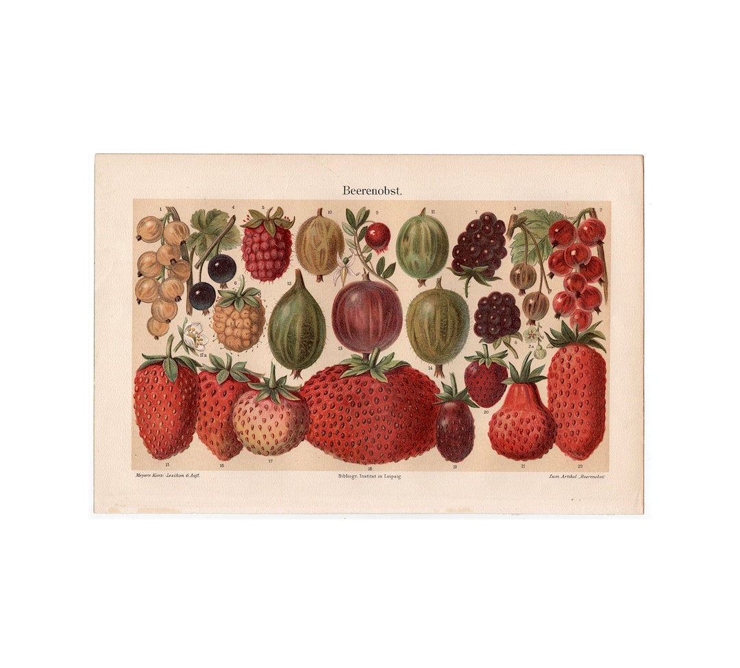 C. 1894 BERRIES Lithograph • Original Antique Print • Berry Print ...