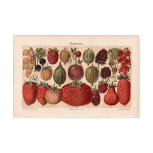 c. 1894 BERRIES lithograph • original antique print • berry print • fruit print • strawberry raspberry currant blackberry gooseberry etc