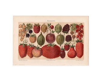 1880年頃 アンティーク植物画 リトグラフ - オリジナルのアンティーク