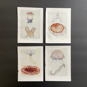 antique prints - SHELL PRINTS c. 1907 - set of 4 - original antique sea life prints - jellyfish anemone sea urchin etc.  instant collection!