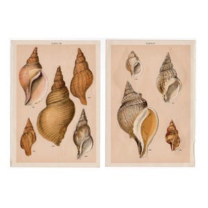 Muschellithografien, ca. 1901 • Set aus 2 originalen antiken Drucken • Muscheldruck • Strandhaus • Weichtierschalen • Wellhornschnecke • BESCHÄDIGT!!