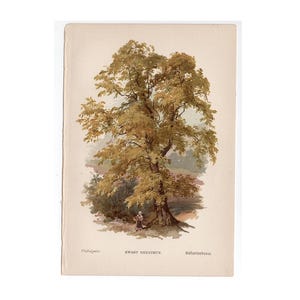 c. 1888 SWEET CHESTNUT TREE lithograph • original antique print • tree print • plant print • botanical print • trees print • 5 X 7&quot;