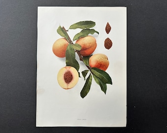 c. 1917 VINTAGE PEACH lithograph - original vintage fruit print - vintage botanical print - kitchen decor -  gold drop peaches
