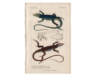 ANTIKT REPTILSTRIVNING ca 1837 • originalt antikt tryck • ödlor amfibie - amerikansk ödla - sporrad cecropix