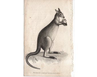c. 1808 KANGAROO print • original antique print • antique animal print • Australian animal • Australia animal • marsupial print