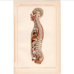 c. 1903 BODY SLICED ANATOMY lithograph • original antique print • human anatomy print • medical illustration side view • mri view