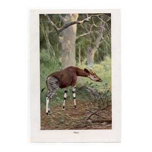 May include: An Okapi illustration in a forest setting. The animal has a brown body, white and black striped legs, and a long neck. The background features trees and foliage, with the word "Okapi" at the bottom.