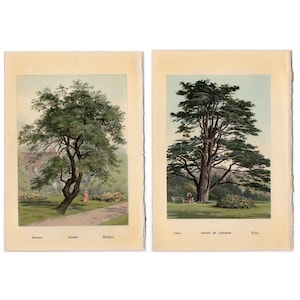 c. 1888 TREES CEDAR & ACACIA lithographs • original antique prints • tree prints • botanical print • trees print • set of 2 • 5 X 7&quot;