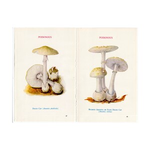 c. 1934 POISONOUS MUSHROOM lithographs • set of 2 original vintage prints • poisonous toadstool • basidiomycete fungus • mushroom print •