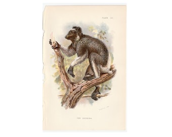 H. 1897 AFFE ANTIQUE LITHOGRAPHIE - original antiker Druck - Primate aus llllold's natural story - neue Weltaffe • Endrina