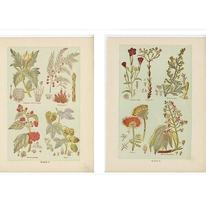 c. 1903 MEDICINAL PLANTS prints - original antique botanical prints - herbal medicine prints -  botanical lithographs - set of 2 - set #4